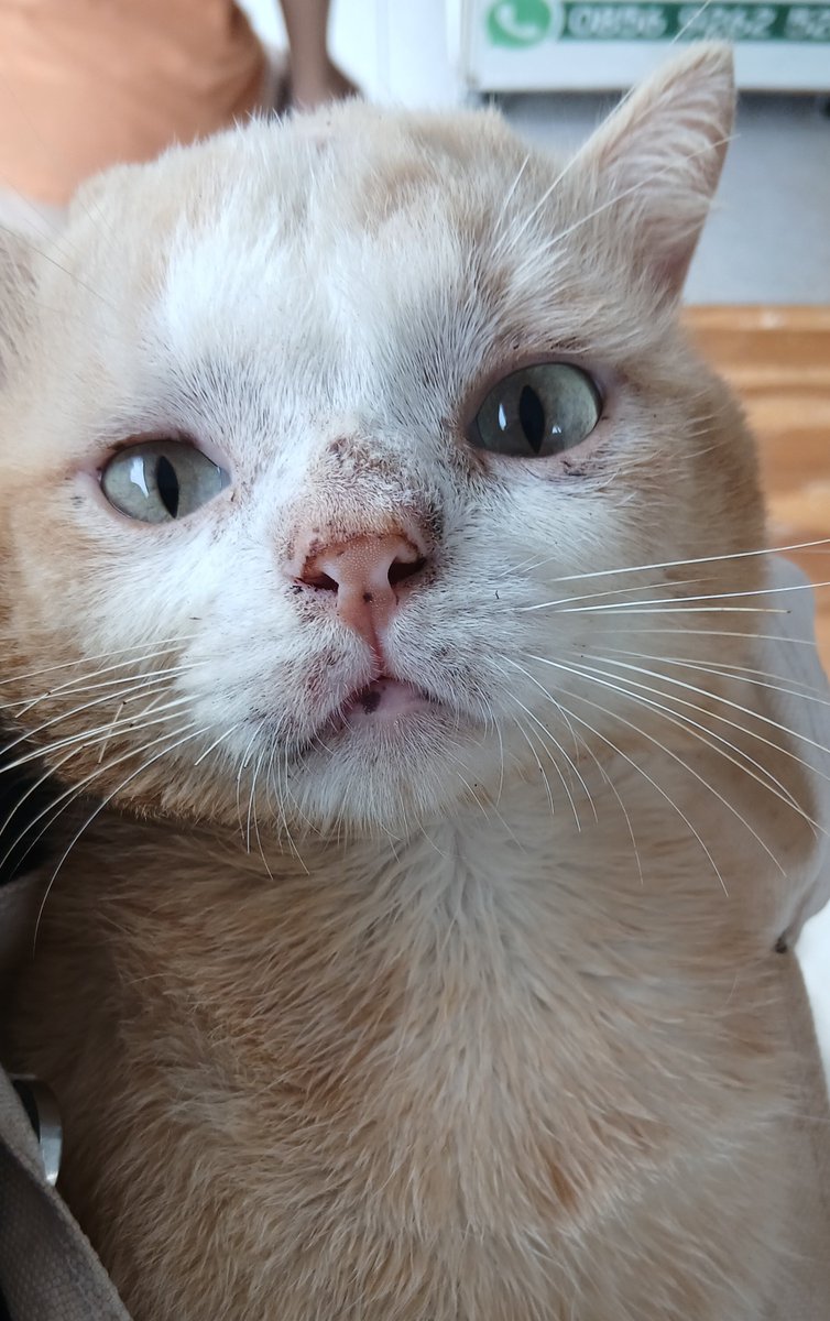 panggil aja ucok tweet media