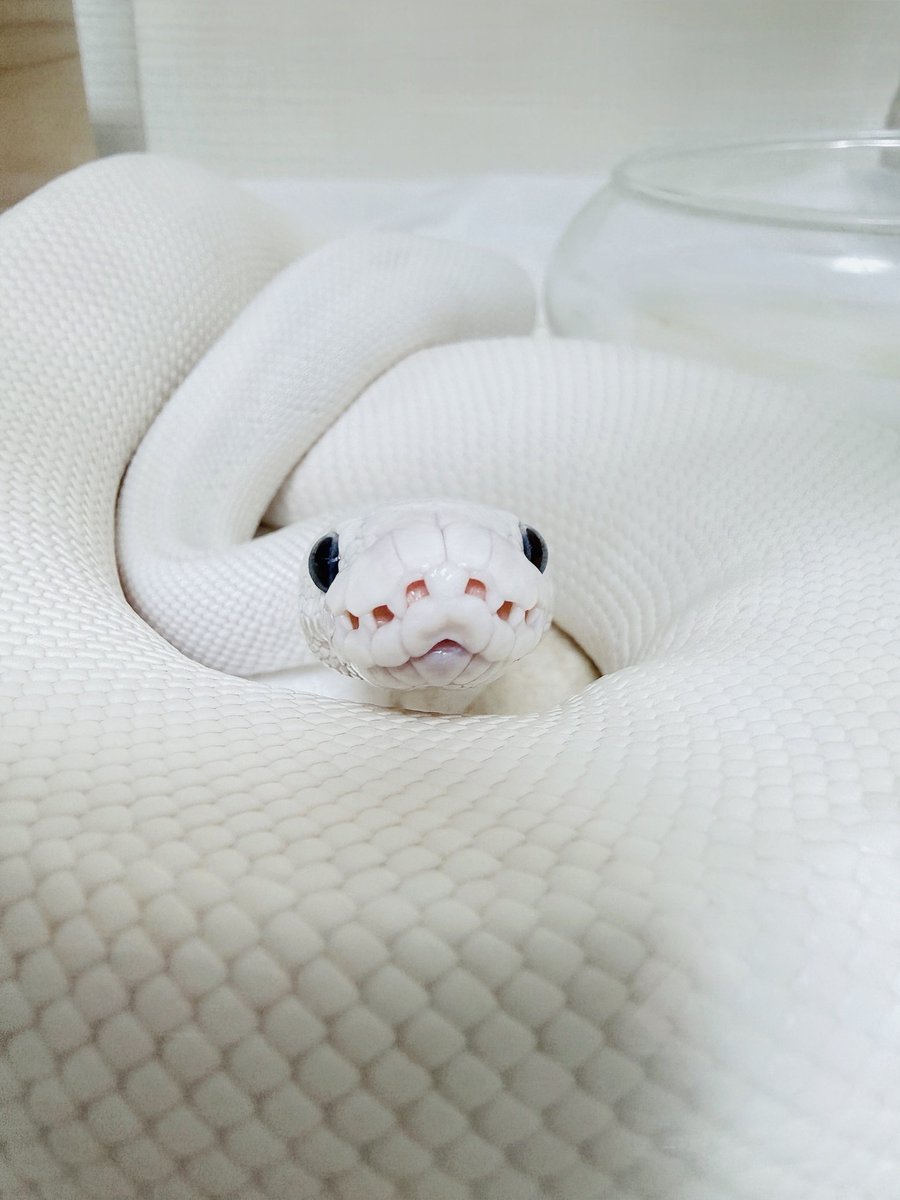 あにあに✩ tweet media