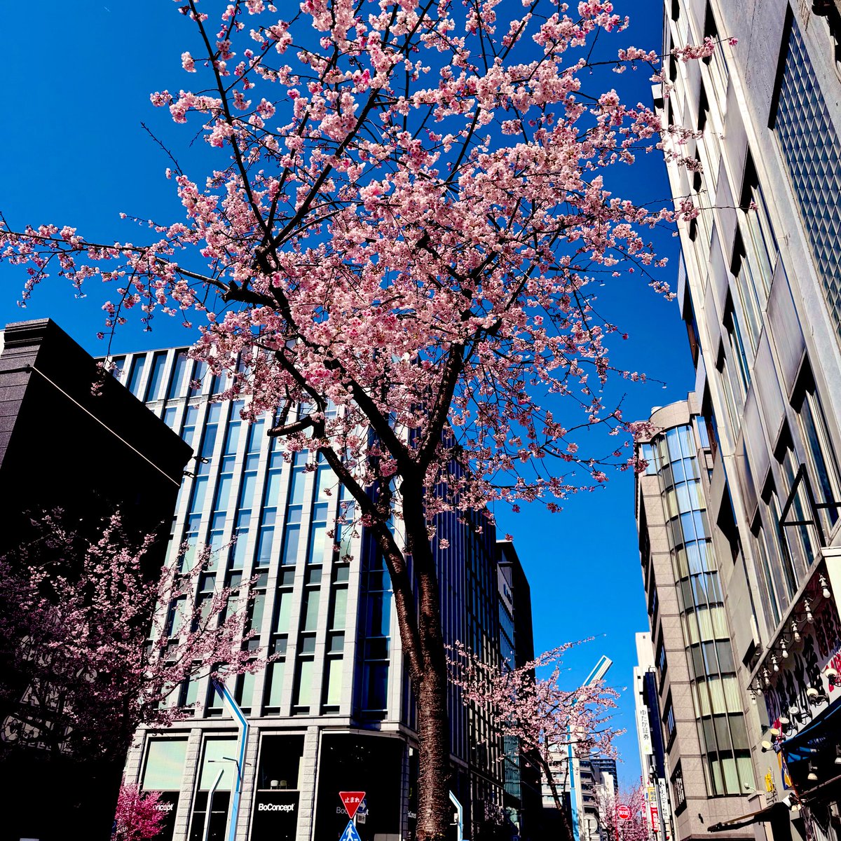 今週、名古屋栄の桜です🌸