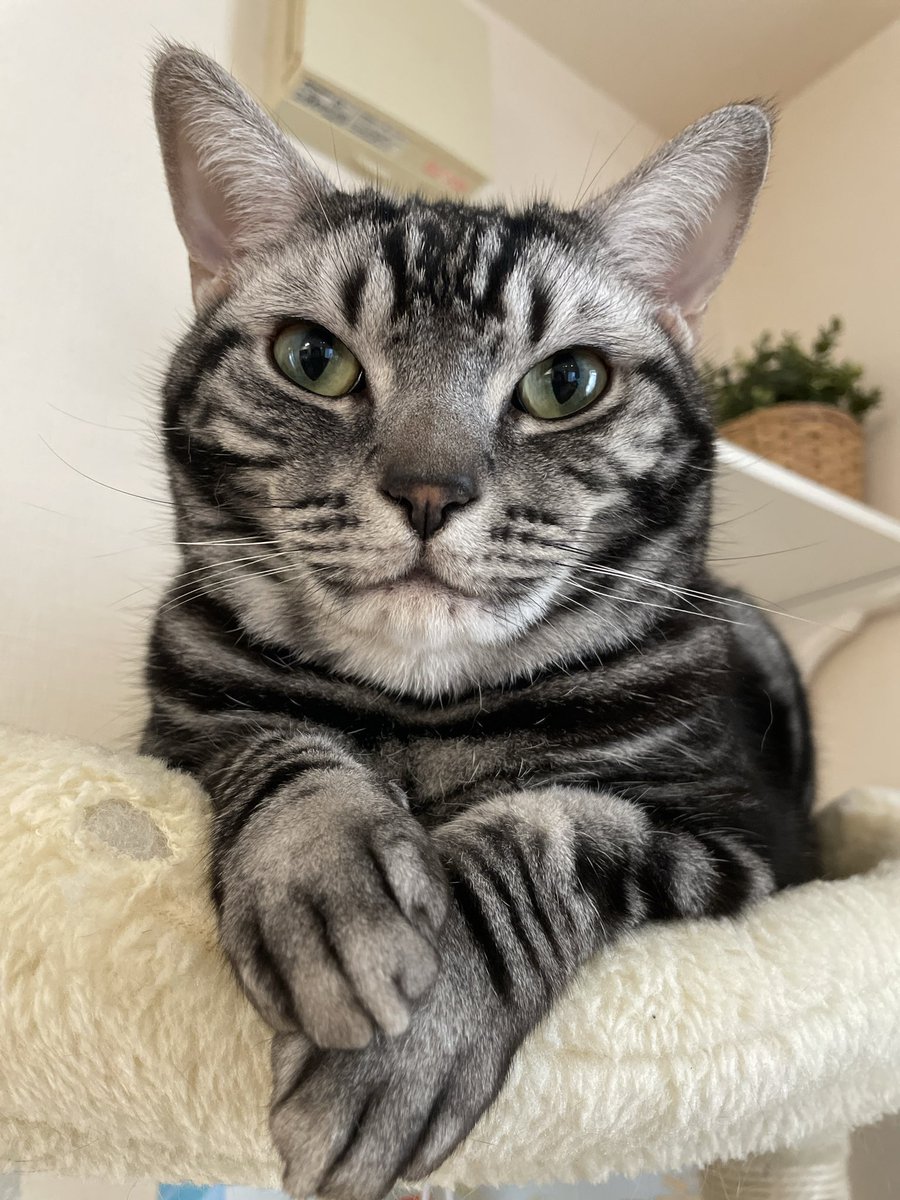 BinaryCat24778's tweet photo. 今日の開発環境です。
「まだそのバグ直してないの？」と言いたげな顔で見られています。

#今日の開発環境 #BinaryCat #猫のいる暮らし #アメショ https://t.co/ZvUDqYPh4D