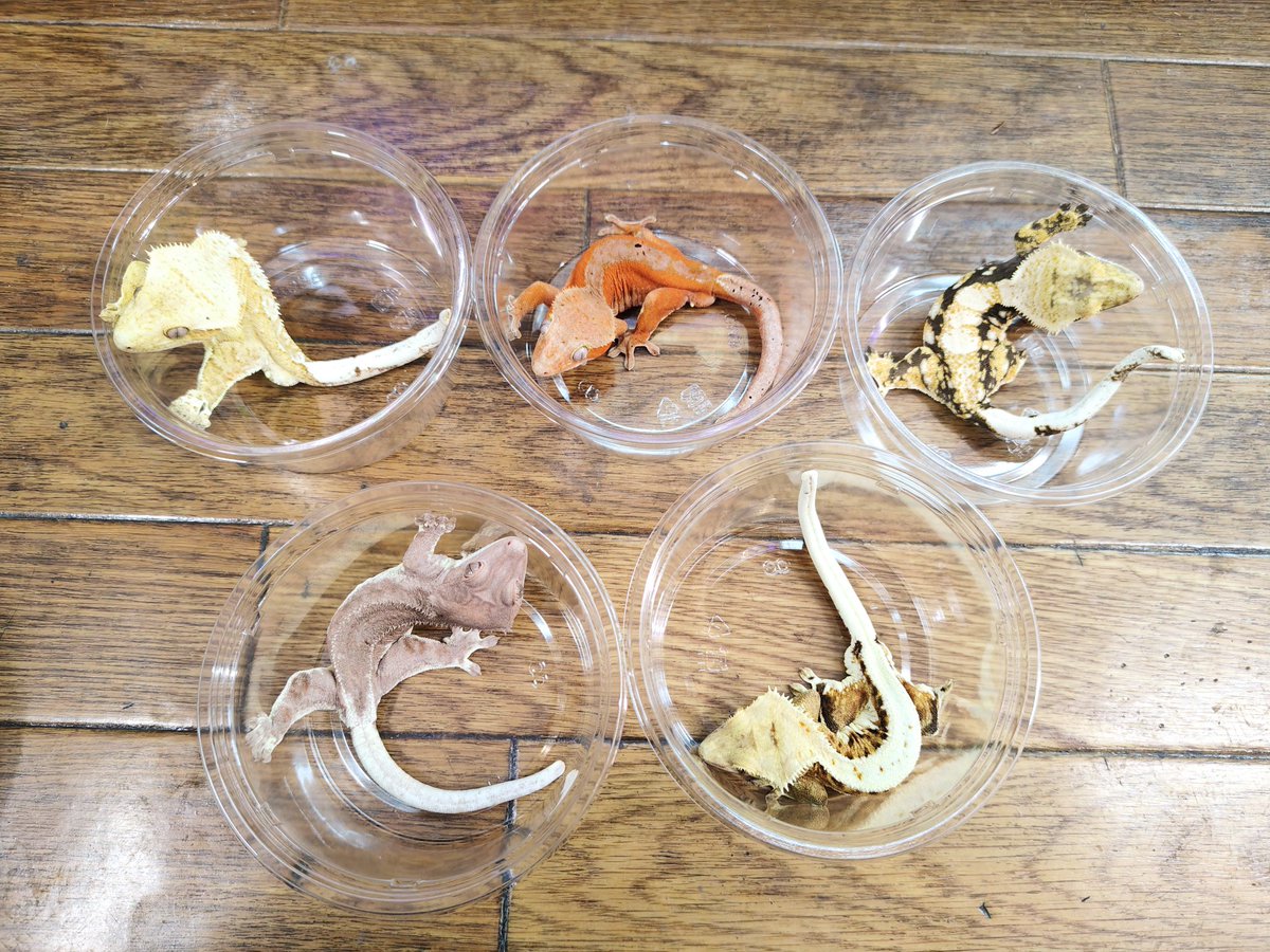 SAURIA守口店 tweet media