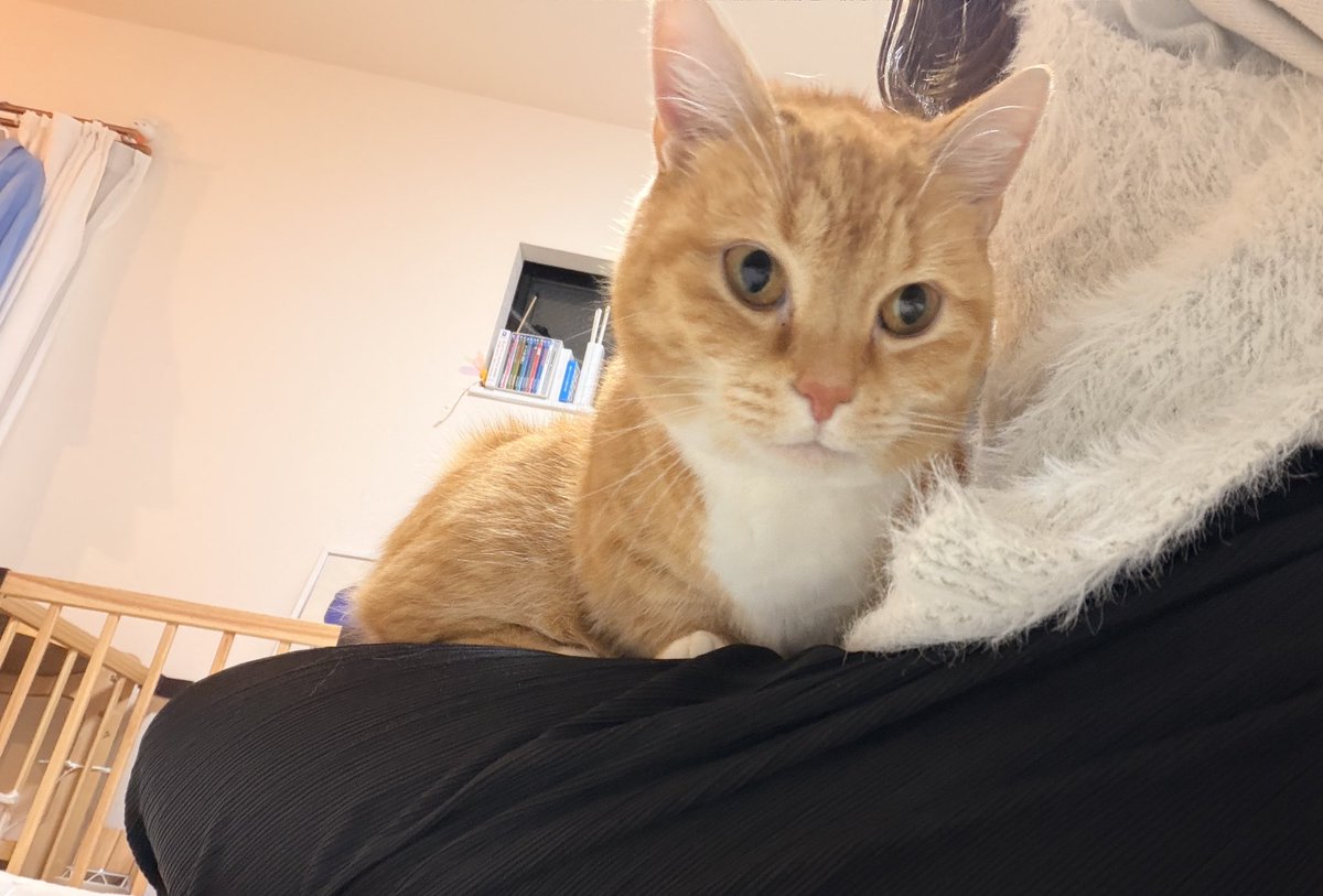 かなこ🕊もう泣かないもん tweet media