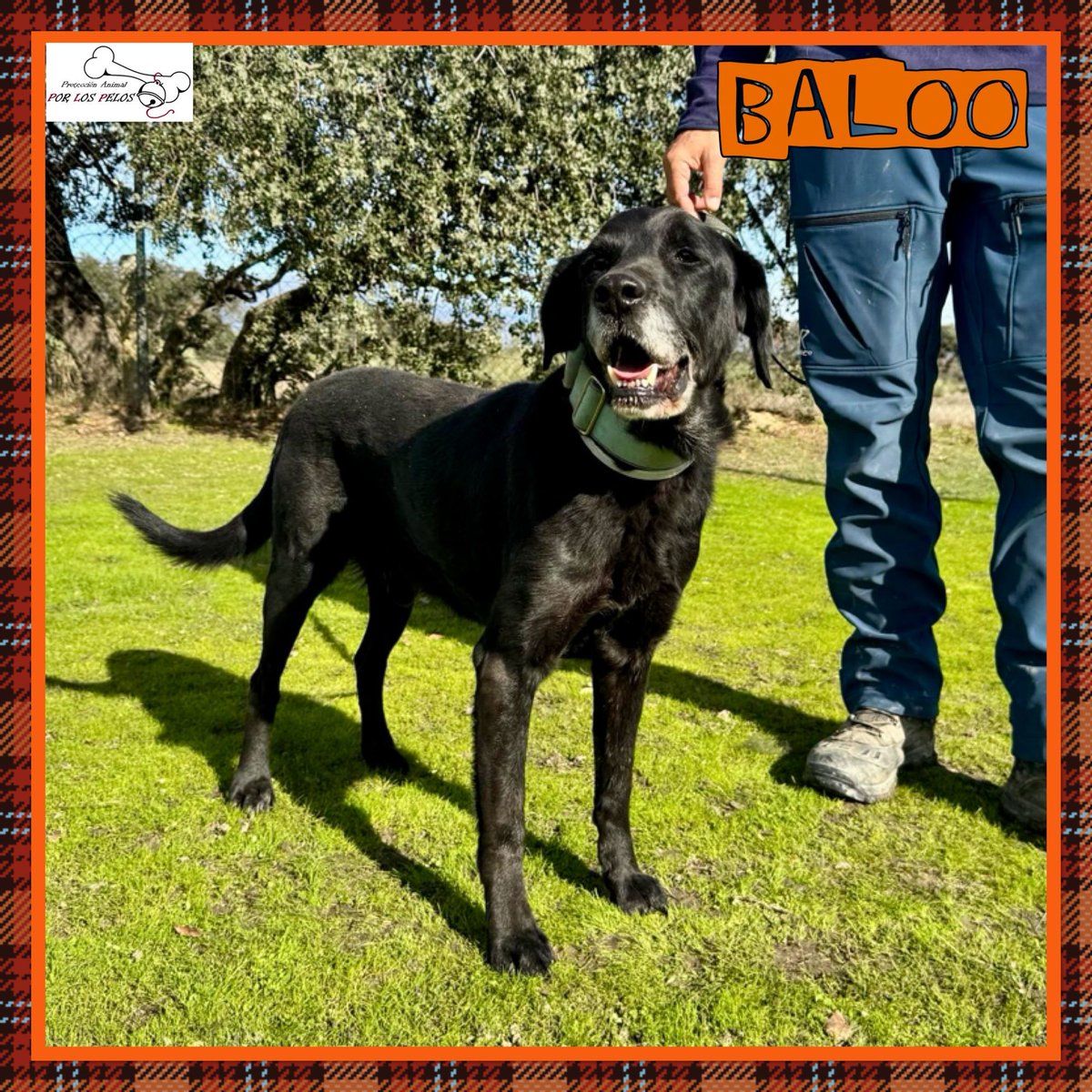 PerreraToledo's tweet image. 🐶BALOO🐶 precioso #labrador 9añitos busca #acogida #adopcion URGENTE. Abandonado por su propia familia cuando se cansaron de él. Un perro de casa, no entiende nada y necesita otra oportunidad. Le encanta jugar y es muy sociable👉buff.ly/4ht4Txr