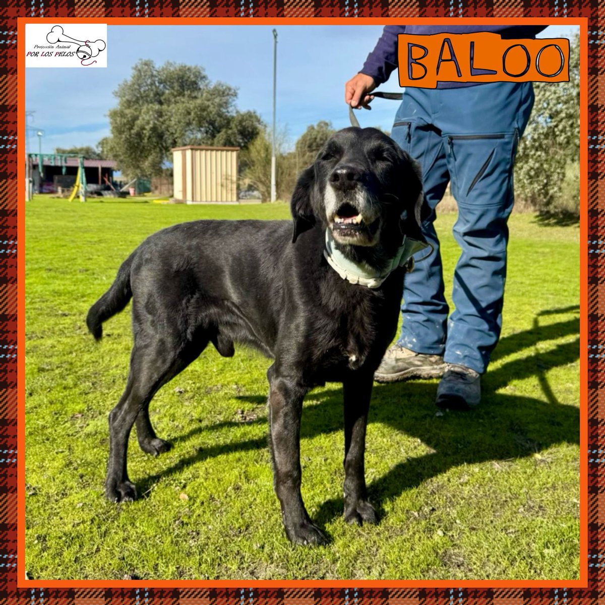 PerreraToledo's tweet image. 🐶BALOO🐶 precioso #labrador 9añitos busca #acogida #adopcion URGENTE. Abandonado por su propia familia cuando se cansaron de él. Un perro de casa, no entiende nada y necesita otra oportunidad. Le encanta jugar y es muy sociable👉buff.ly/4ht4Txr