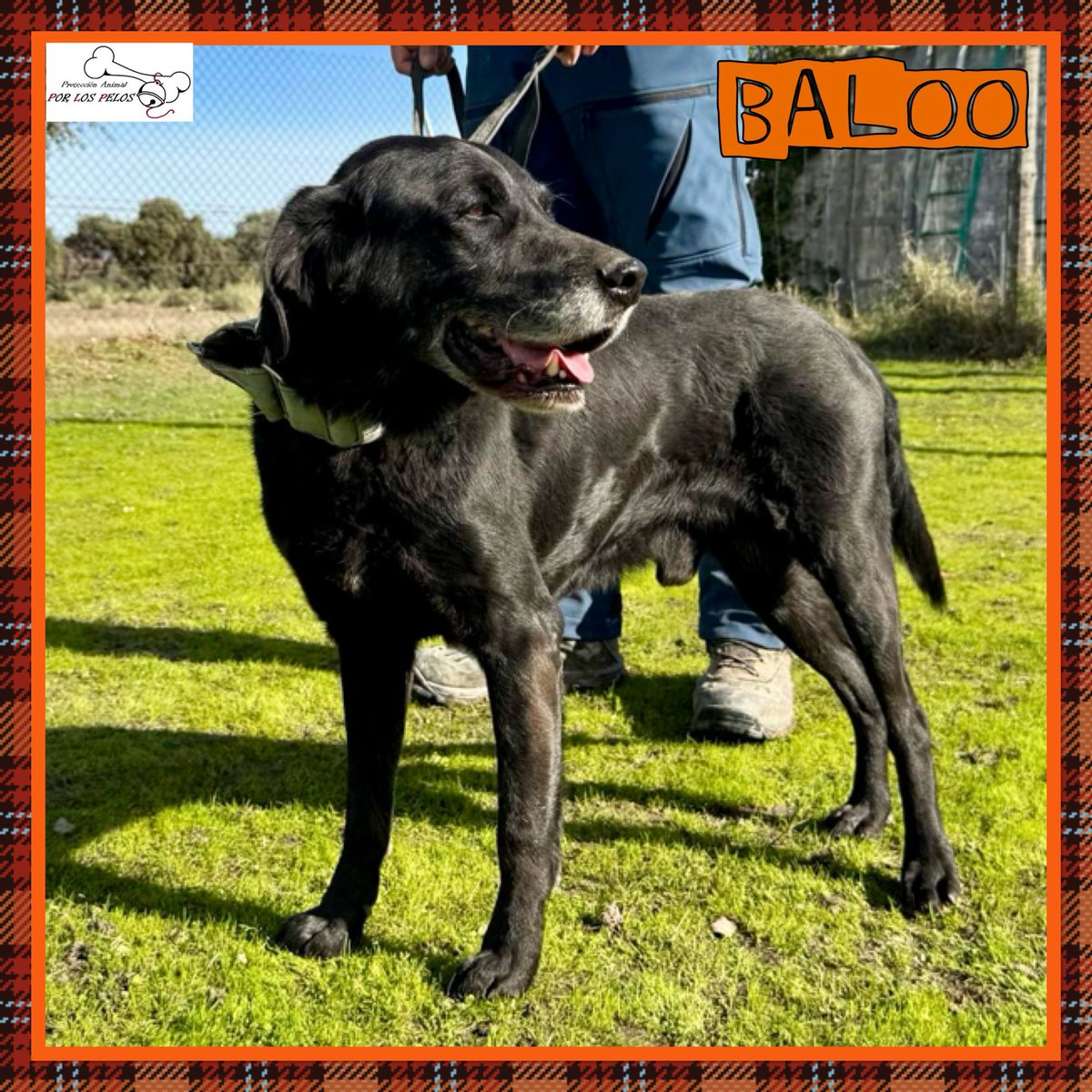 PerreraToledo's tweet image. 🐶BALOO🐶 precioso #labrador 9añitos busca #acogida #adopcion URGENTE. Abandonado por su propia familia cuando se cansaron de él. Un perro de casa, no entiende nada y necesita otra oportunidad. Le encanta jugar y es muy sociable👉buff.ly/4ht4Txr