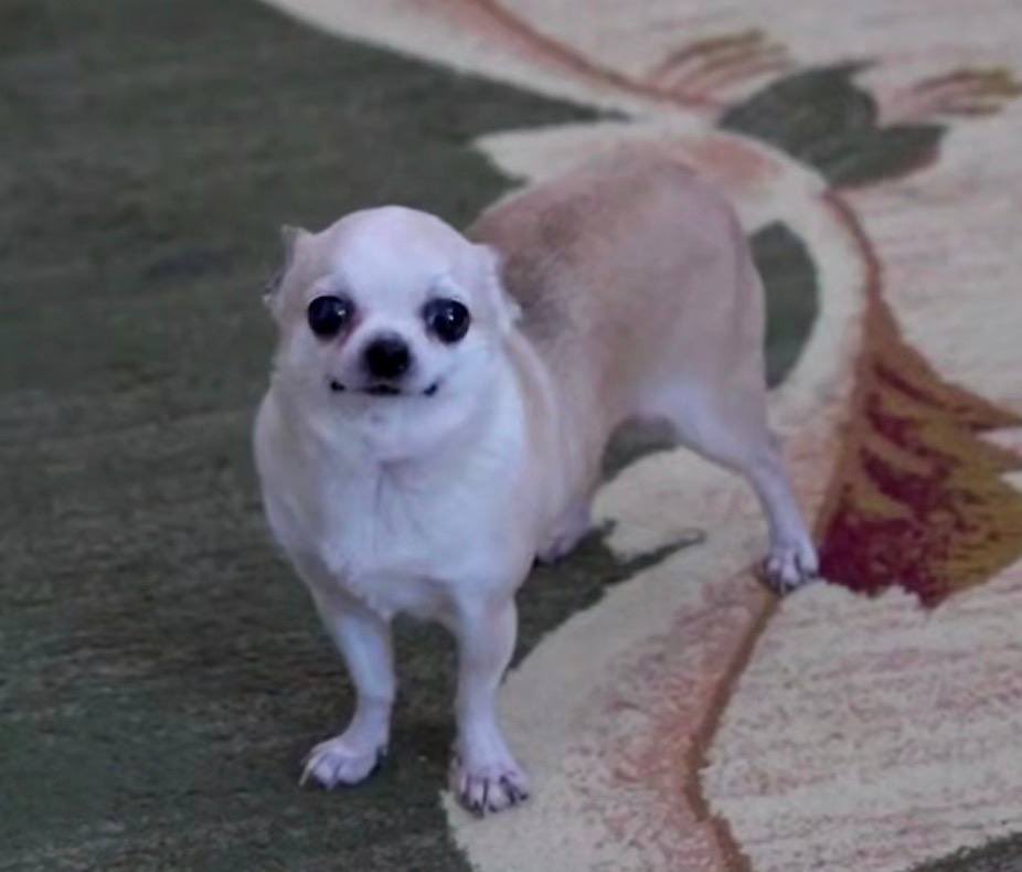 Anna Devinora tweet media