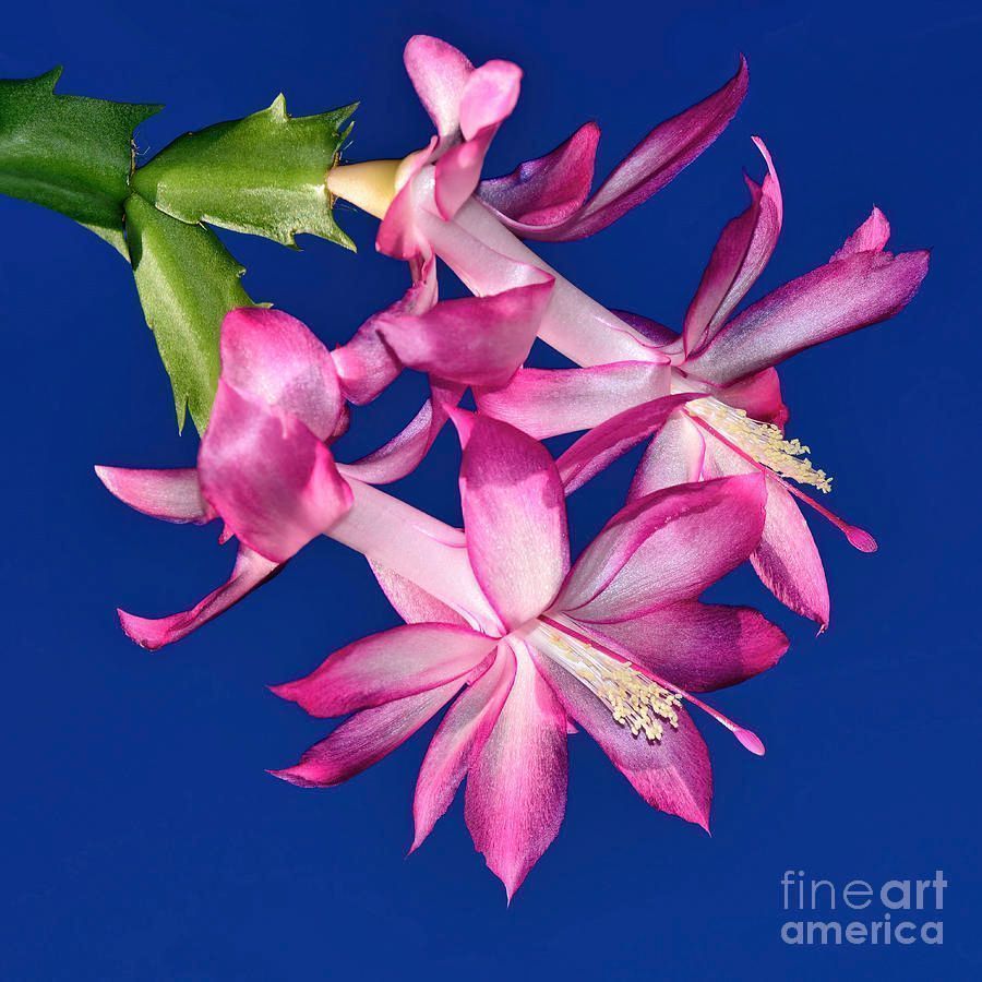 KayeMenner's tweet photo. #Pink #Easter #Cactus on #Blue by Kaye Menner #Photography Wide variety #Prints & lovely #Products at:
https://t.co/A5DHW9lks3
#flower #pinkflower #easterflower #bluebackground #floral #homedecor #giftideas #Art #artforsale #BuyIntoArt #AYearForArt #Artist #FineArtAmerica https://t.co/HLARQU5jBQ