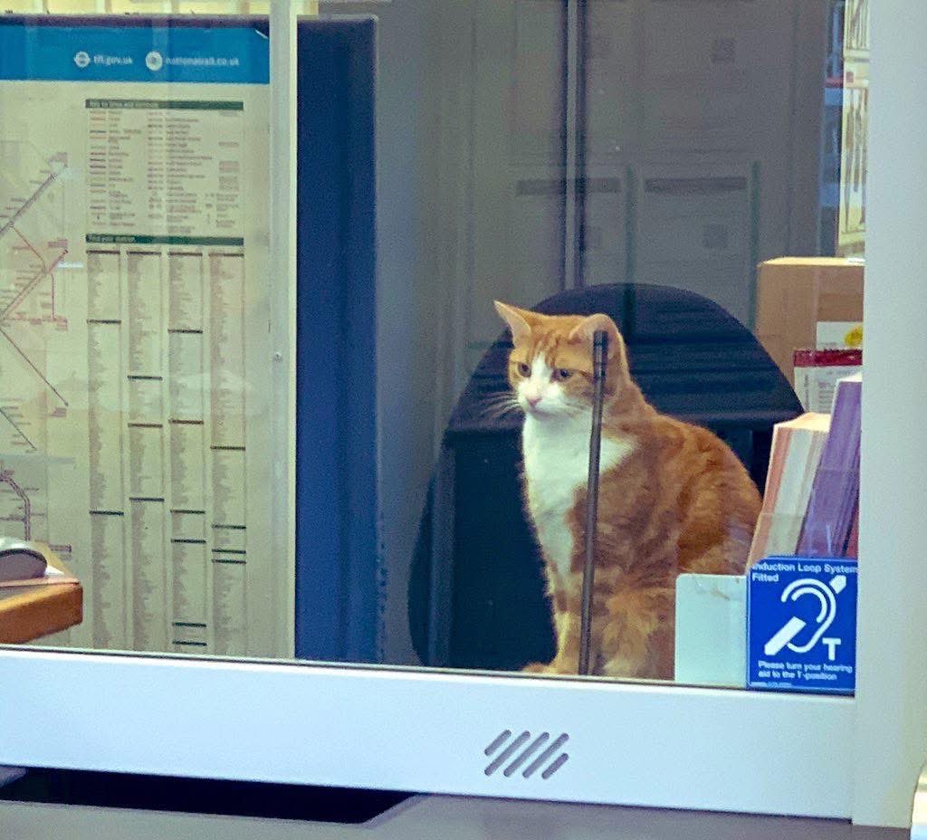 George The Stourbridge Junction Station Cat tweet media