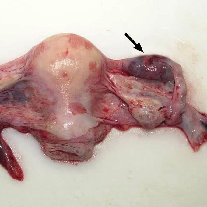 Dr.Haitham Hamoud | د.هيثم tweet media