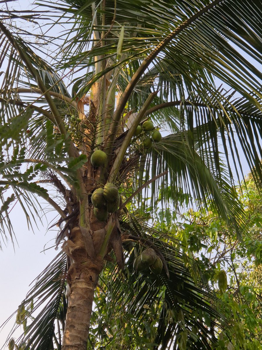 MSDianAbhiii's tweet photo. Hello from my native place (konkan).

This is our property. https://t.co/x7YLw6PcUl