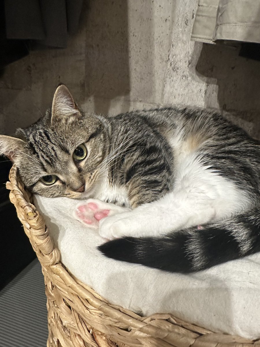 なかむらいあん/the coast tweet media