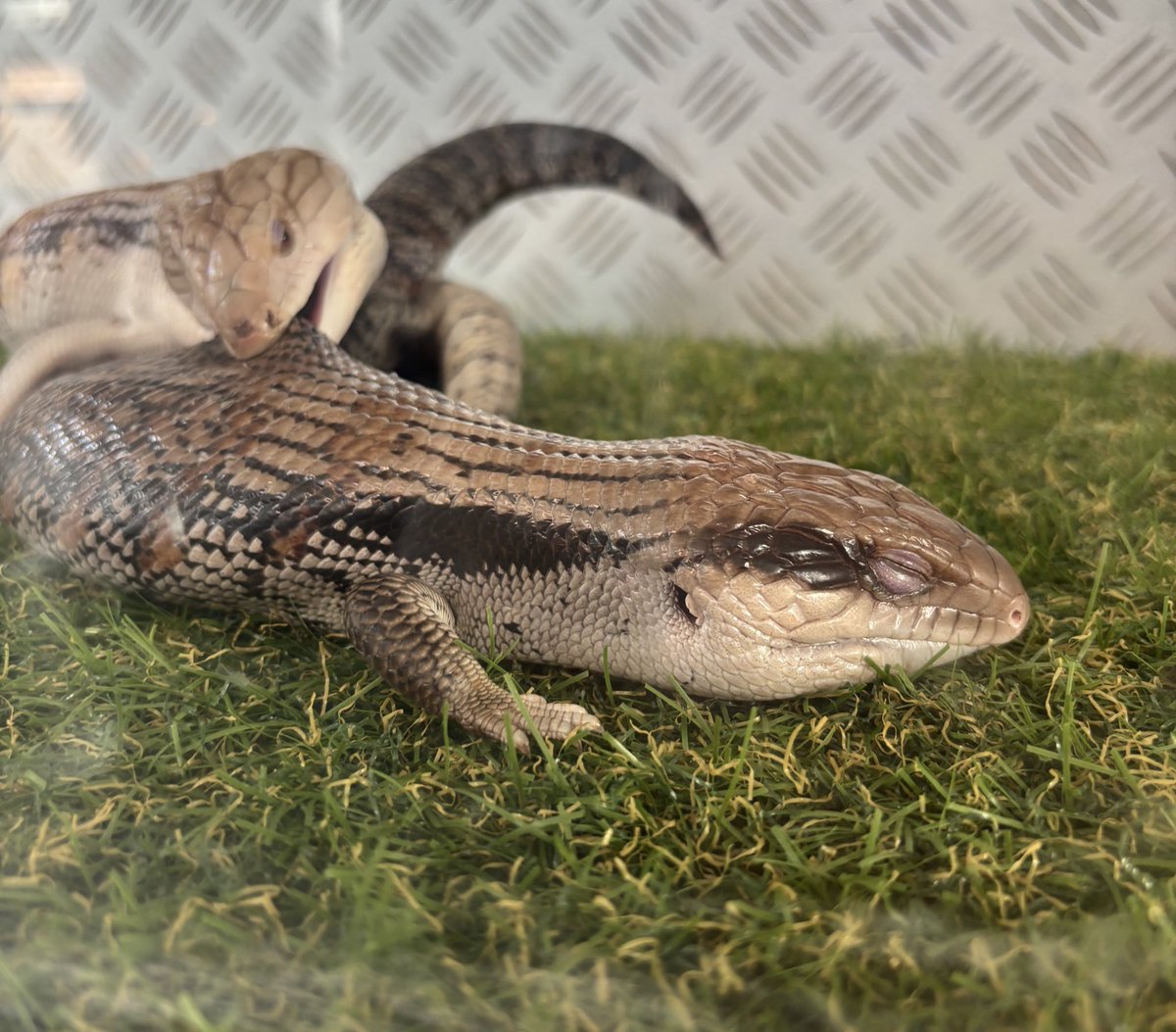 アニマルハウスももれっぷ tweet media