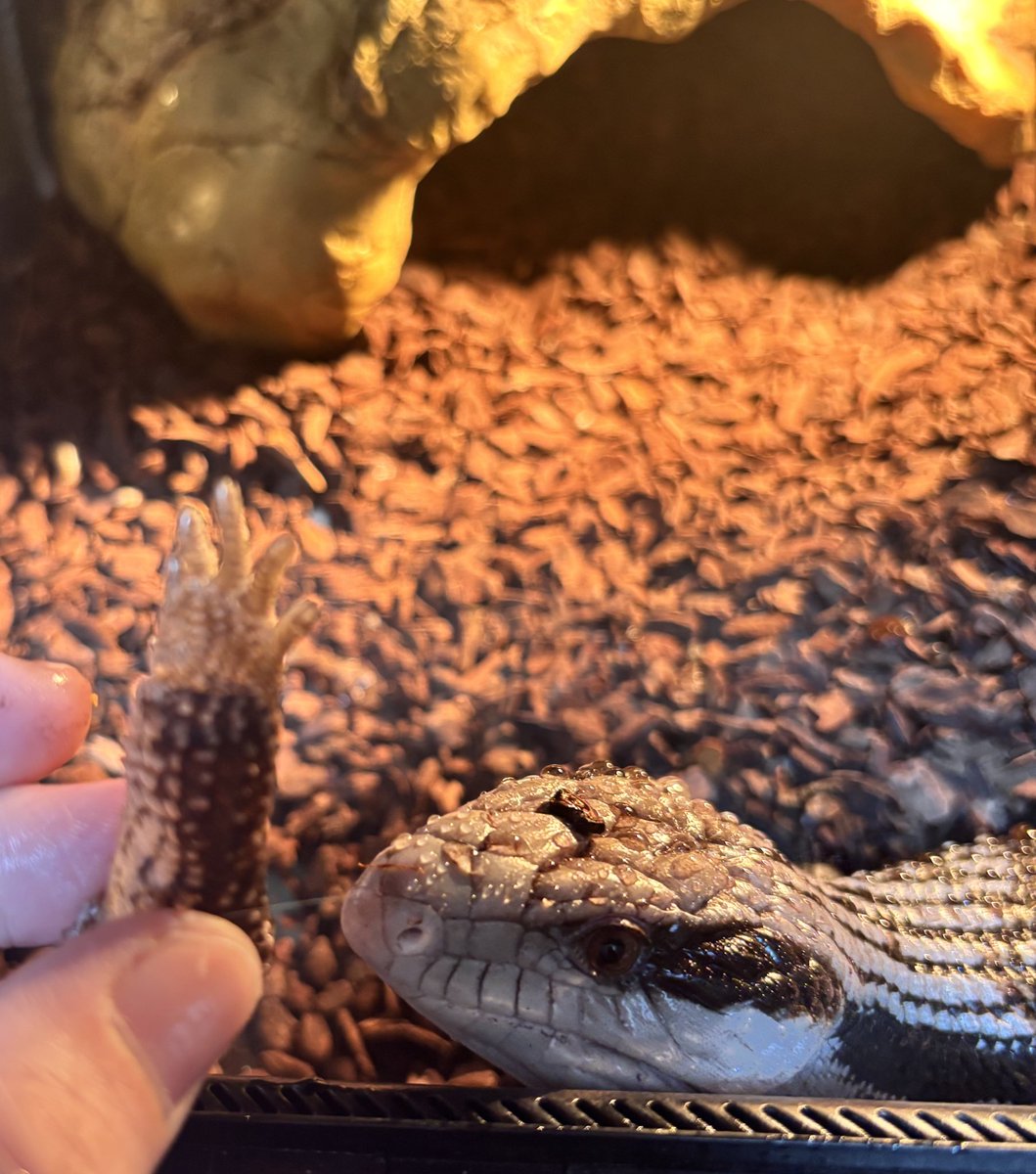 アニマルハウスももれっぷ tweet media