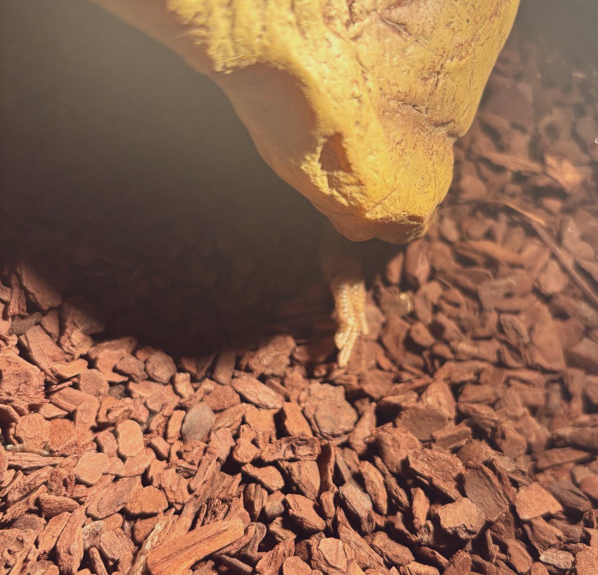 アニマルハウスももれっぷ tweet media