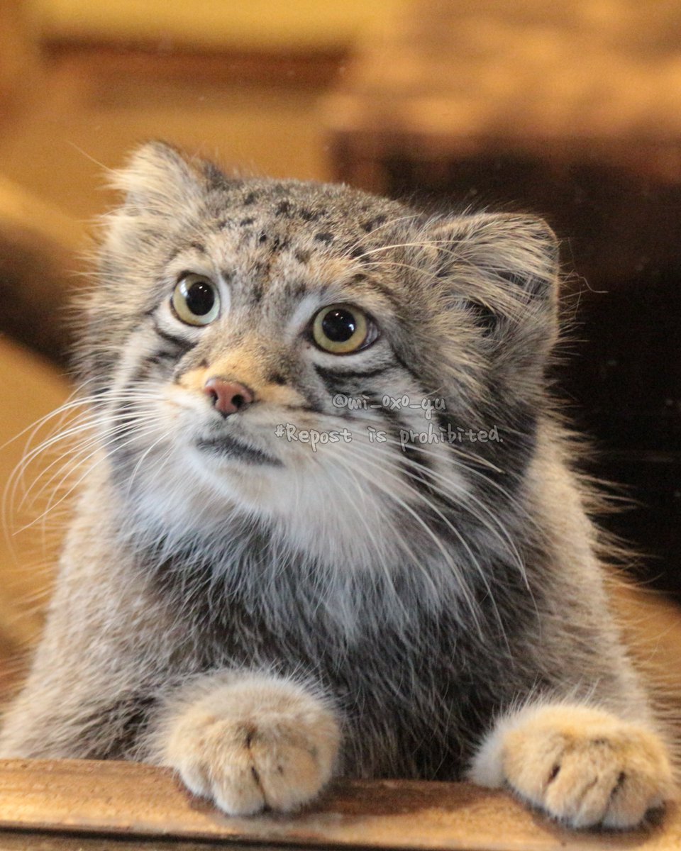 mi_0x0_yu's tweet photo. 新人さんがお店番することもあるみたい。
#埼玉県こども動物自然公園 #SCZoo #マヌルネコ #オト https://t.co/rob43Lj4CI