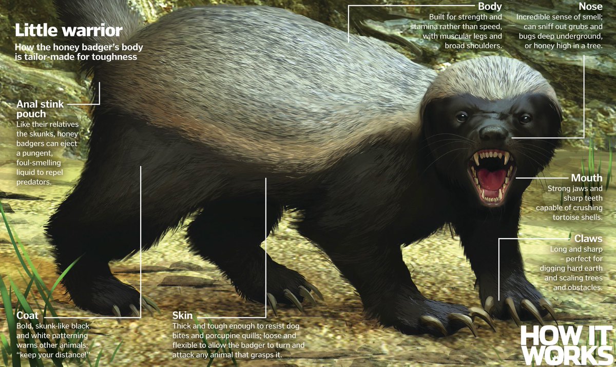 What comes to your mind if someone represent you with this animal? 
Honey badger🦡
Let's be sincere!!!