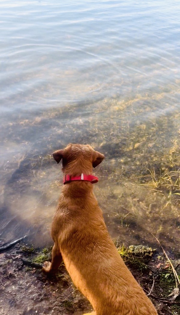 HamiltonAppoint's tweet image. Bonnie sat by the lake unsure… until she took the plunge 🐾
Careers and businesses are the same. Growth starts with a jump.
If you’re on the edge of something new, maybe this is your sign 💧
#TrustInUs #WeAreHiring #HamiltonAppointments paiger.link/723916047