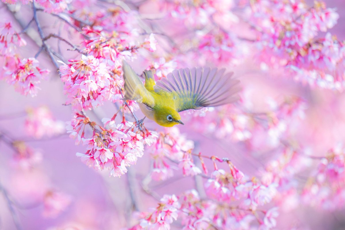 v0_0v______mk's tweet photo. こちら去年の撮影ですが、1時間で4000枚程度、数打って、これぐらいの作品が撮れてます。昨日は1時間で1000枚いきませんでした。今年はメジロの数が少ないのかなと思います😔

#鶴見緑地公園　#メジロ　#オカメザクラ https://t.co/wxs0oYJsaJ