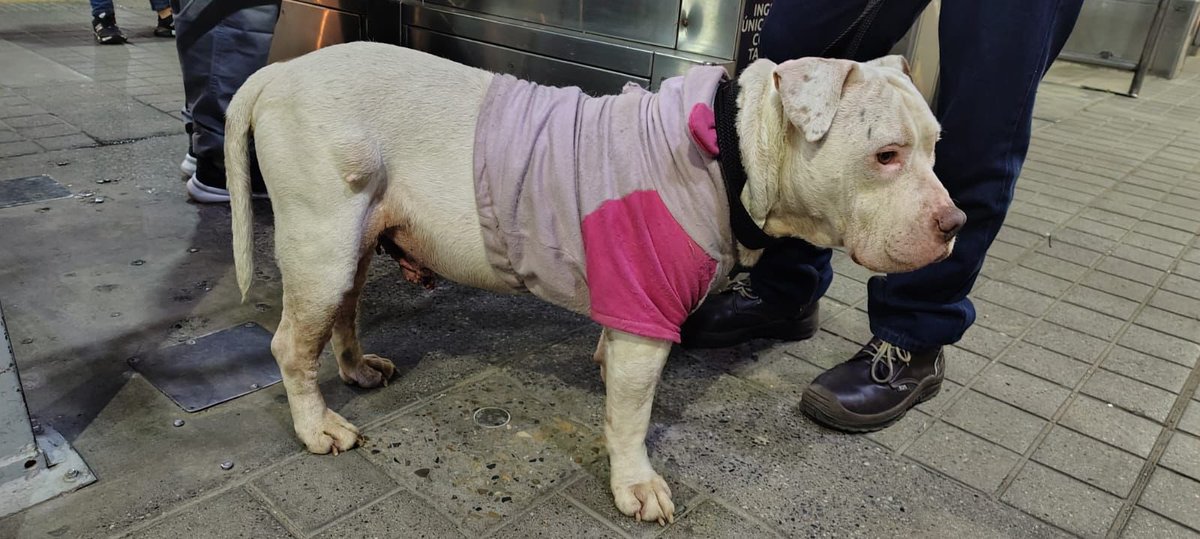 Esta amiguita pitbull 🐶 llegó en un alimentador al Portal Norte  - Unicervantes📍 y ahora está bajo nuestro cuidado temporal.

🚎 Estuvo a bordo de la ruta alimentadora 2-4 (Codito) y nuestro personal de seguridad la resguardó a su llegada al portal. No tiene collar ni placa de
