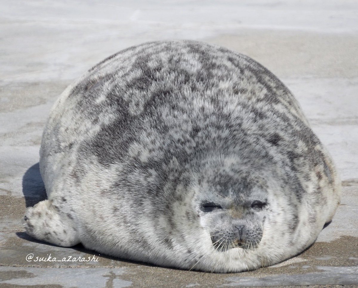 スイカ tweet media