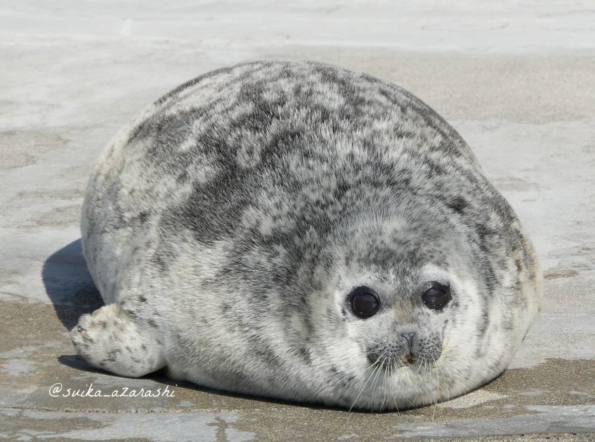 スイカ tweet media