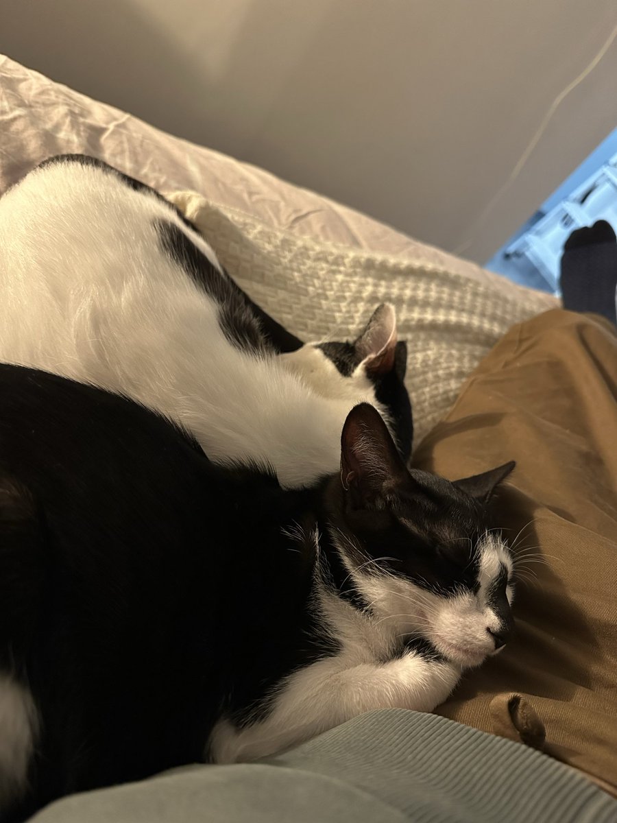 Yair Zahavi tweet media