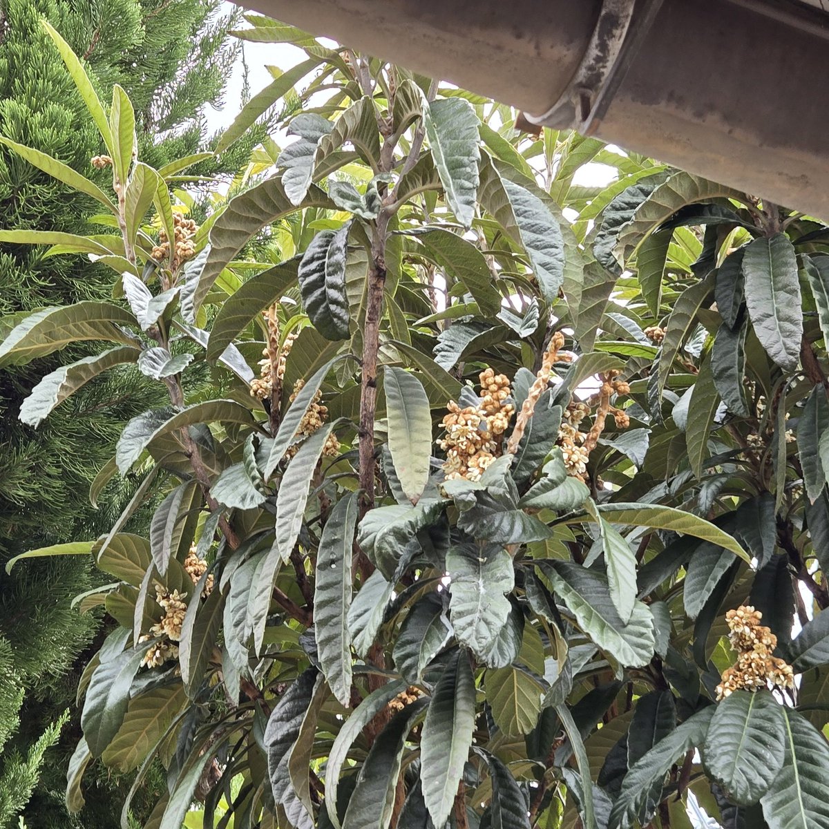 SaeCue's tweet photo. 今年も沢山採れそうな予感…🥰

#ビワ #びわ #loquat https://t.co/xeastcAxBS