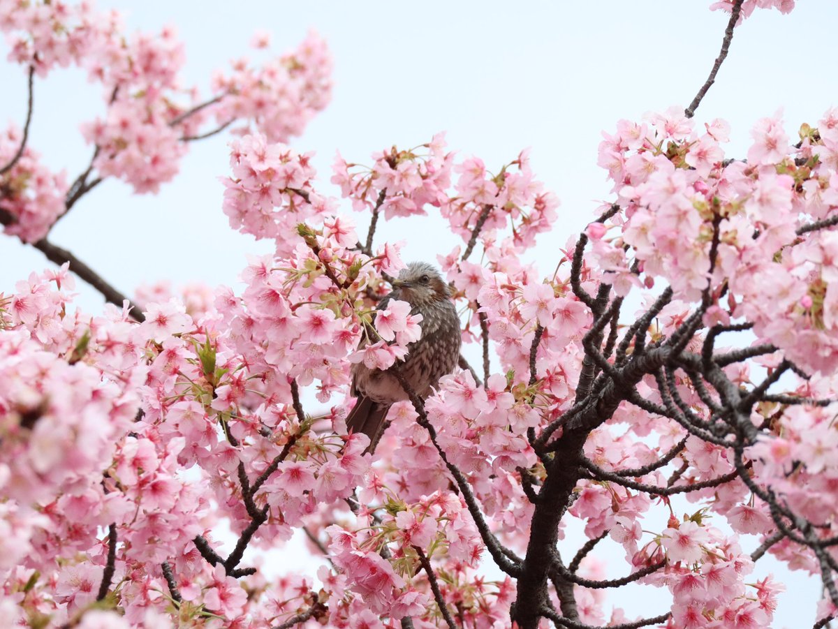 相方とお花見してました〜
毎回出かけると鳥撮ってる