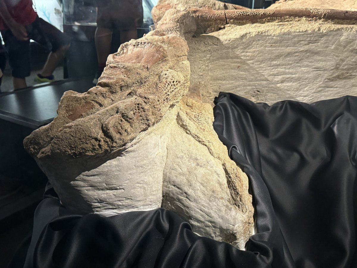 常設展で思い出したけど、このブラキロフォサウルスの化石もなかなか