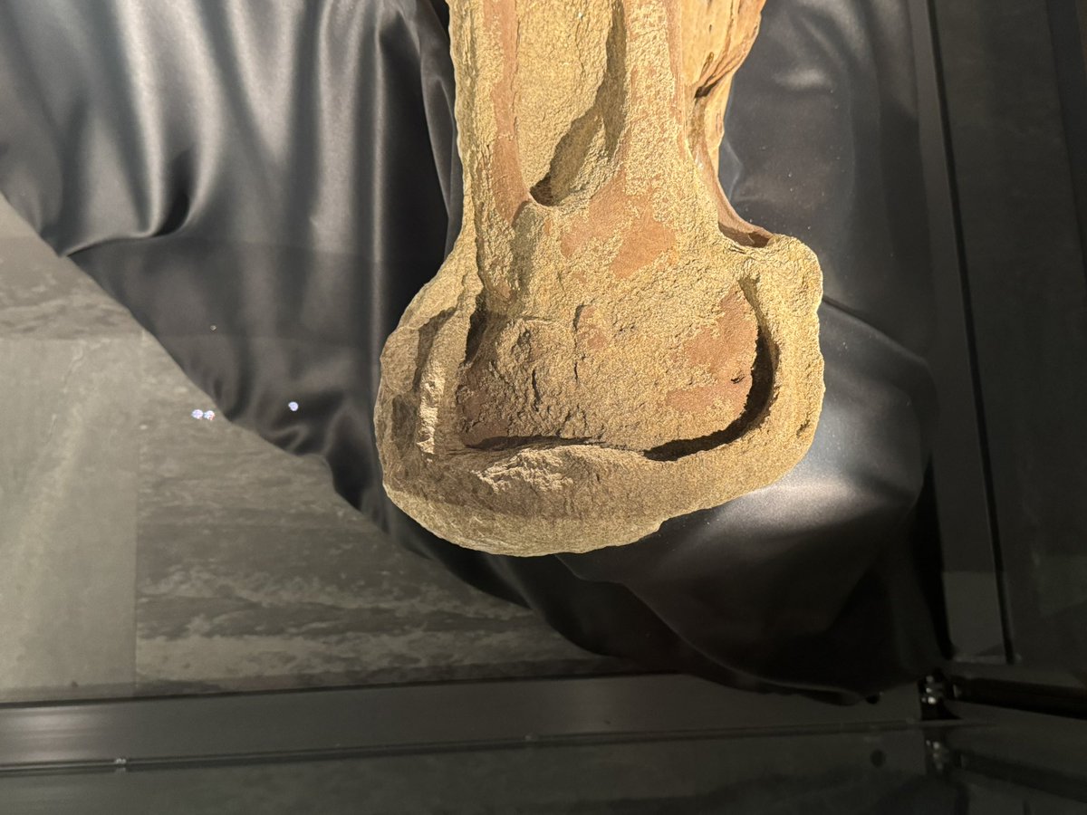 常設展で思い出したけど、このブラキロフォサウルスの化石もなかなか