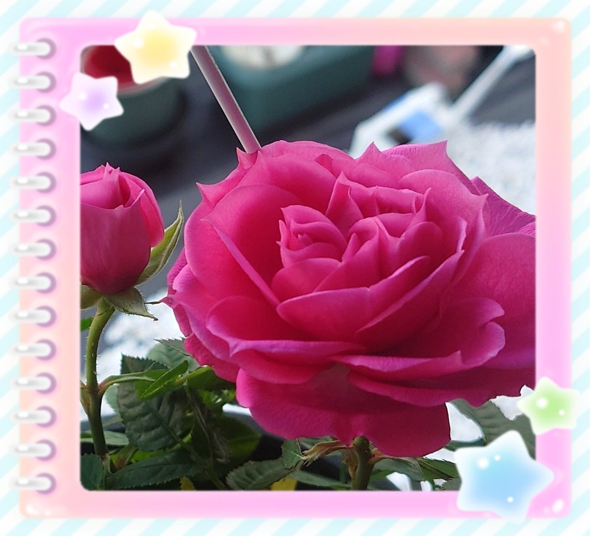 🫜ひよりん🍋‍🟩 tweet media