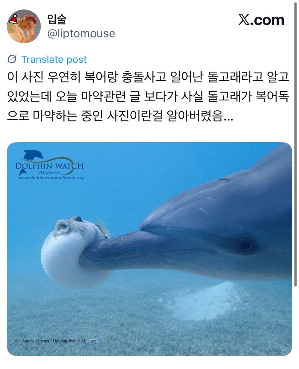 jhdk_dotcom's tweet photo. 아주 옛날엔 하니만 미친줄알앗는데... 두걈이도 복어 누르면 독나오는거 아는 돌고래처럼 전기고문에 중독대서 감당할 수 잇는만큼만 하니를 찔러보고 반응을 즐기고잇음 https://t.co/jfmR8JQcy9