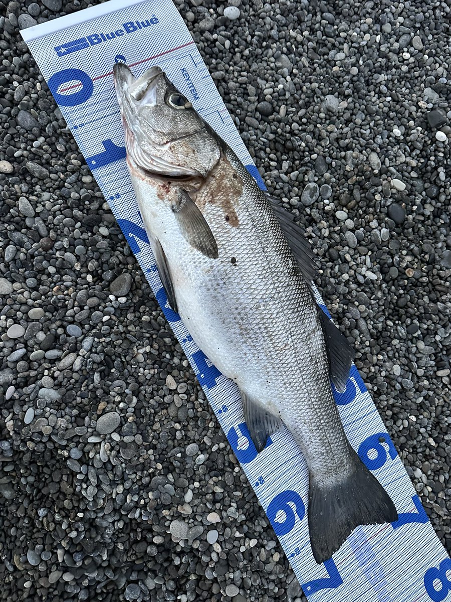 不破　大智 tweet media