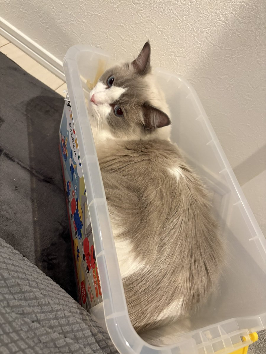 abkforce's tweet photo. ねこ鍋じゃなくて
ねこおもちゃ箱 https://t.co/8jxtUqHMKm