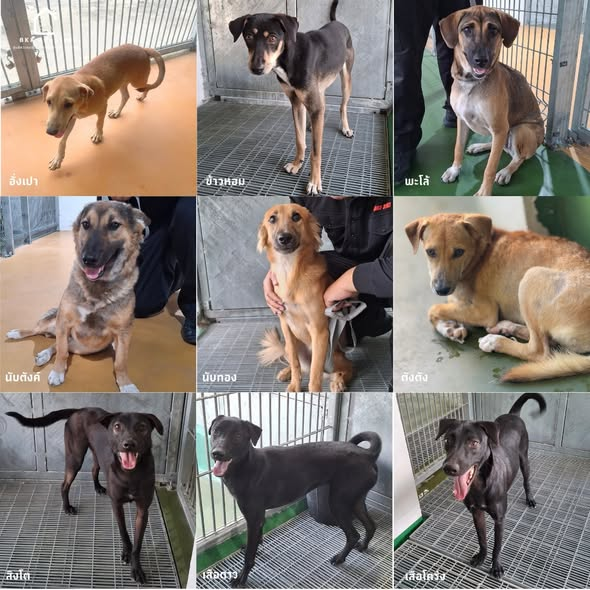 🐶น้องๆเหล่านี้รอคนรักจริงมารับอยู่นะคะ
🌐🔗การช่วยแชร์ข้อมูลจะช่วยให้น้องๆใน ศุนย์ควบคุมสุนัขกรุงเทพมหานคร (ประเวศ) มีโอกาสได้เจอกับ "บ้านหลังสุดท้าย" ที่อบอุ่นจริงๆ

☎️สอบถาม โทร. 0 2328 7460
🕗วัน/เวลาราชการ จันทร์-ศุกร์  08.00-15.00 น.

📌ดูเพิ่มเติม facebook.com/share/p/18NTkz…