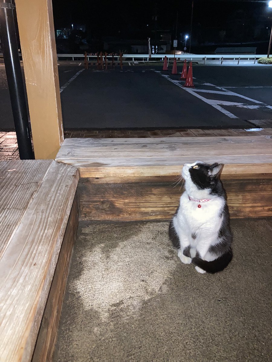 chan😊🐾 tweet media