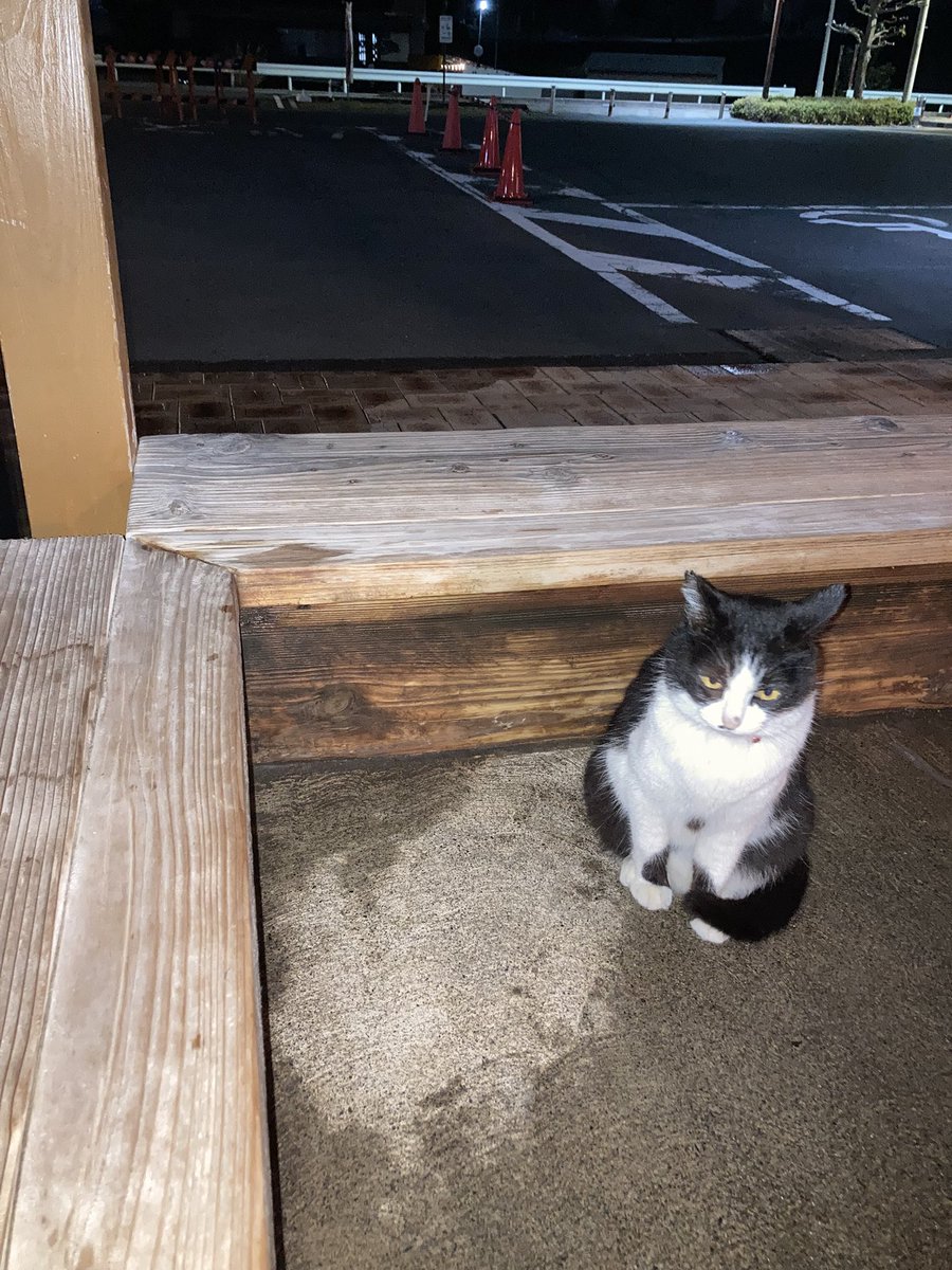 chan😊🐾 tweet media