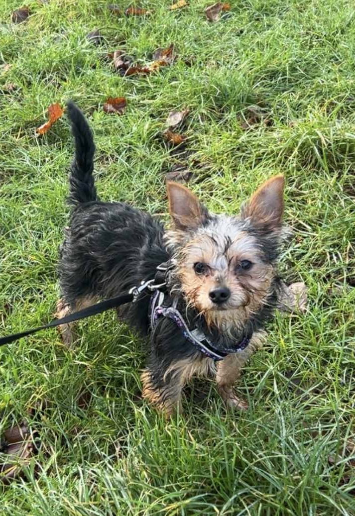 SAMPAuk_'s tweet photo. @chilternbear11 Bobby is still missing “Someone took my dog from my garden, he’s a little boy, yorkshire terrier, very friendly ”
Haynes Road, #Northfleet #Gravesend, #Kent #DA11
4.02.26
Updates: https://t.co/COTmMrpRfP
#LostDog #stolen #MakeChipsCount #PetTheftReform #TheftByFinding https://t.co/1YQ6cg2G15