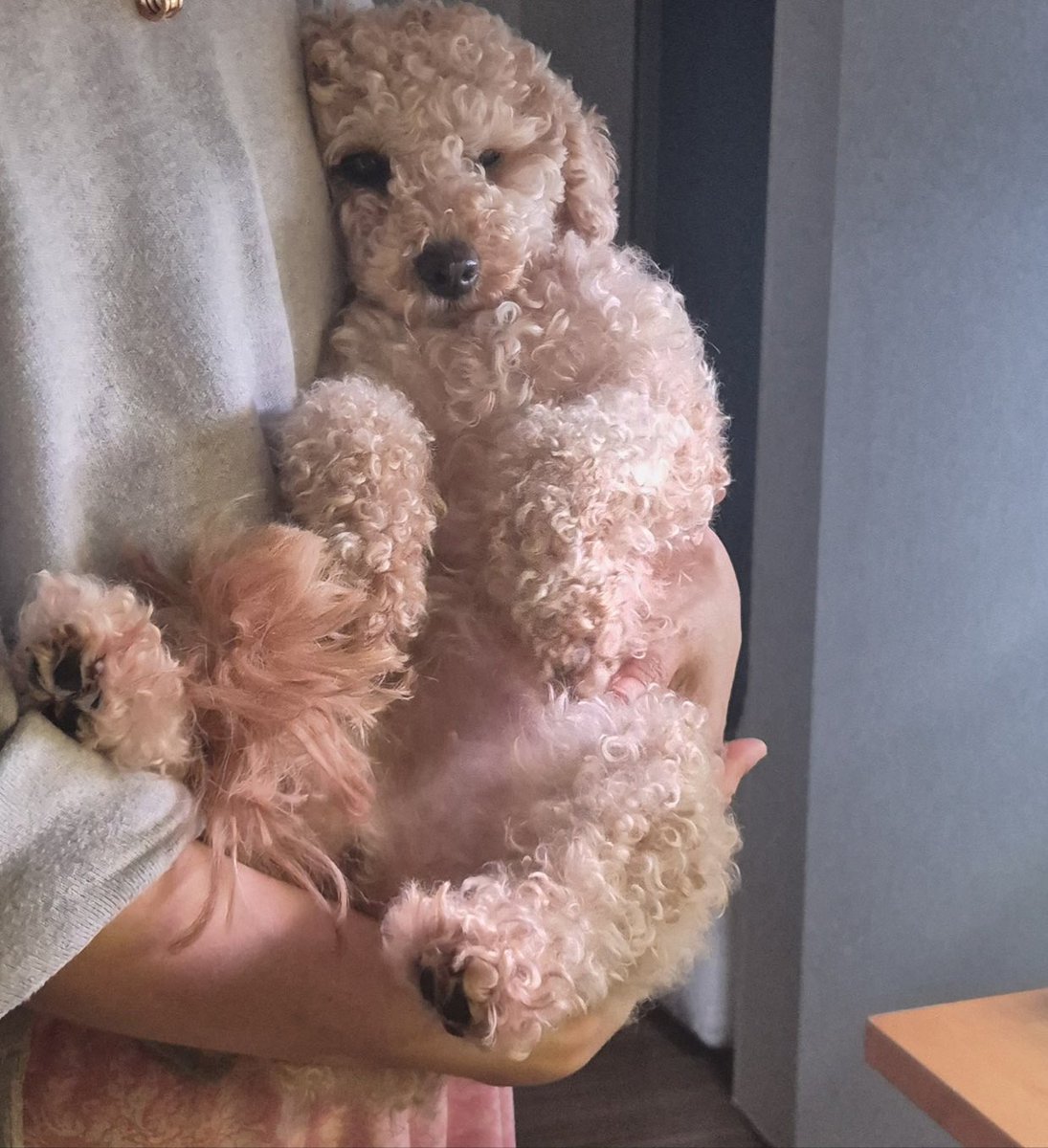 슬비 좋은분께 입양되어 둥가둥가 강아지로 잘 살고 있어요!
이제는 삐삐예요.

제발 사지 말고 입양해주세요.