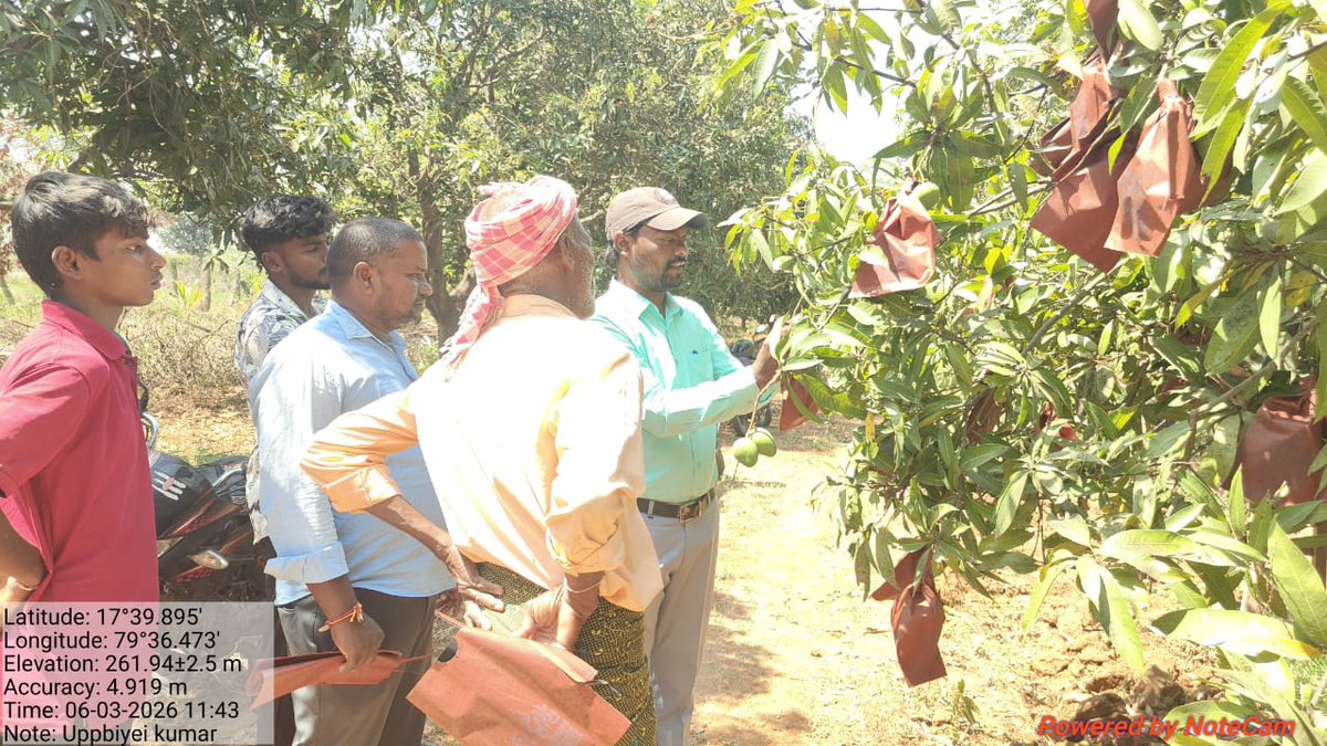 rakeshcherala3's tweet photo. Quality improvement in Mango production.
Demonstration of fruit Bagging in Mylaram village of Rayaparthy mandal of Warangal district today 
Farmer name: Boini.Kumar
5 acres.@Collector_WGL @TummalaOfficial @Director of Horticulture, Telangana https://t.co/ckAbt8W90u