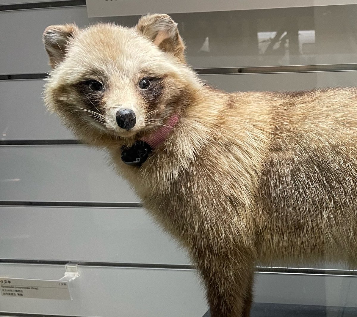 いのちのたび博物館はいいぞ！！ アイドルみたいなタヌキの剥製 喧嘩し