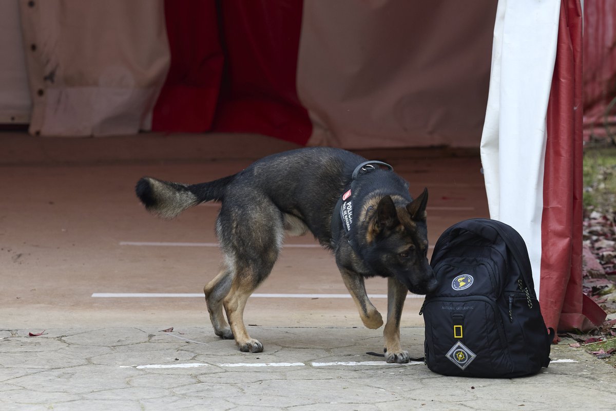 Sendaviva tweet media