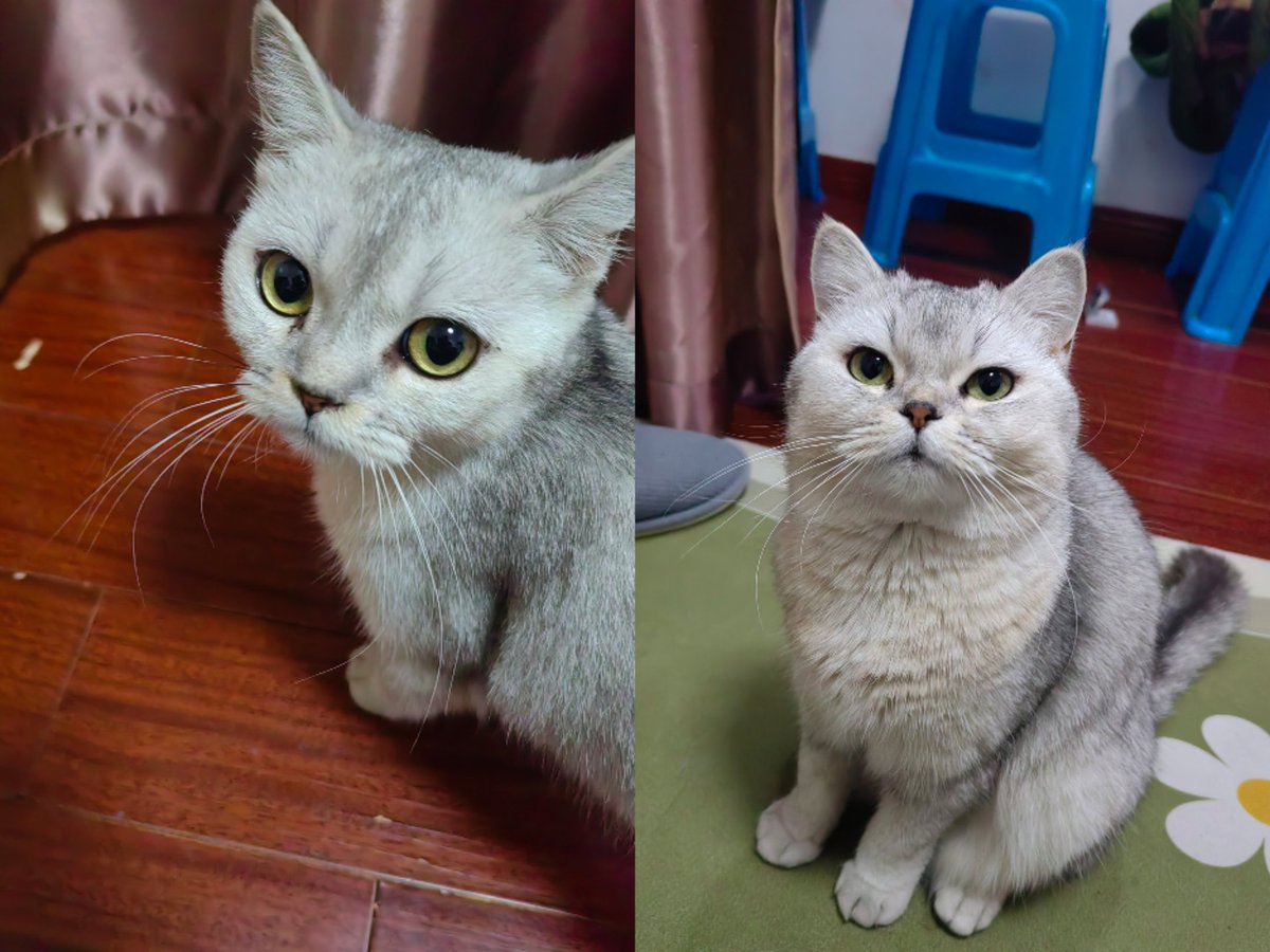 鹿无畏 tweet media