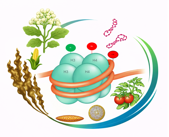 GDR EPIPLANT tweet media
