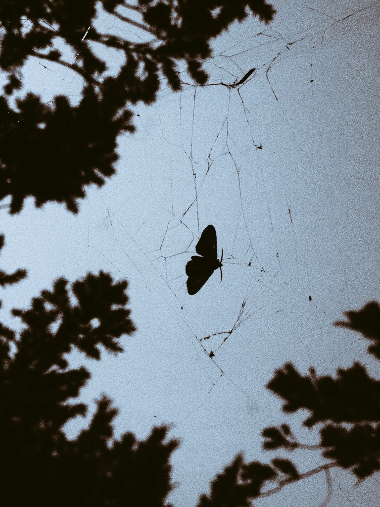 𝐖𝘢𝘭𝘣𝘶𝘳𝘨𝘢 . tweet media