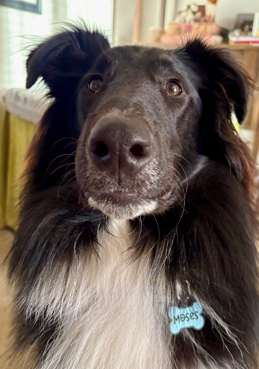 The Snoopervisor 2.0 /Moses (Wilma🌈) tweet media