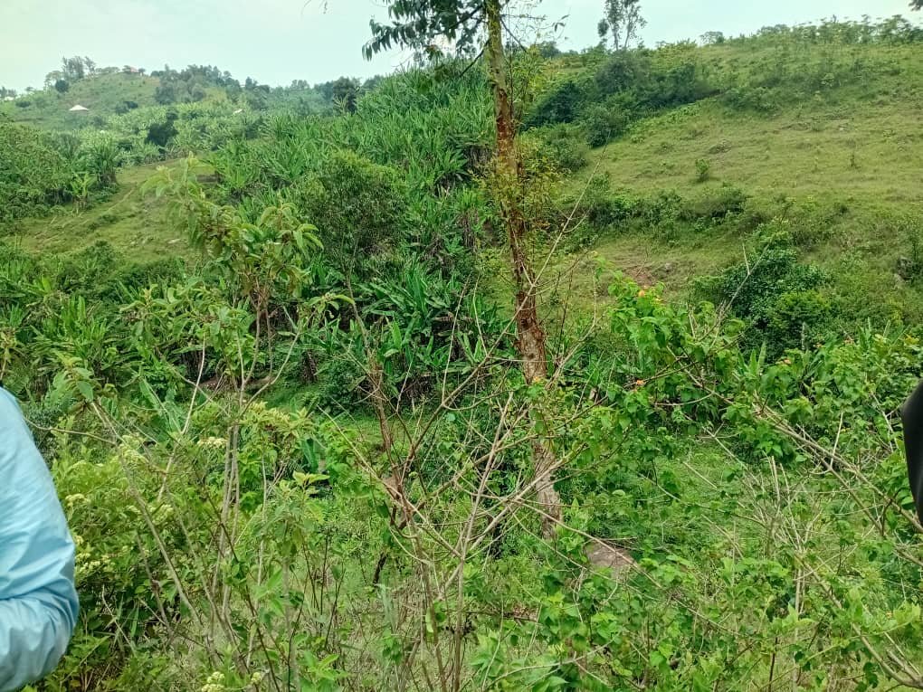 @Ambrosemwegye, the Kanungu RDC, requested the contractor to consider hiring members of the Matanda community tip priority during this site handover.
#MatandaUpdate
#ICRPUpdates
#Irrigation
#KanunguDistrict