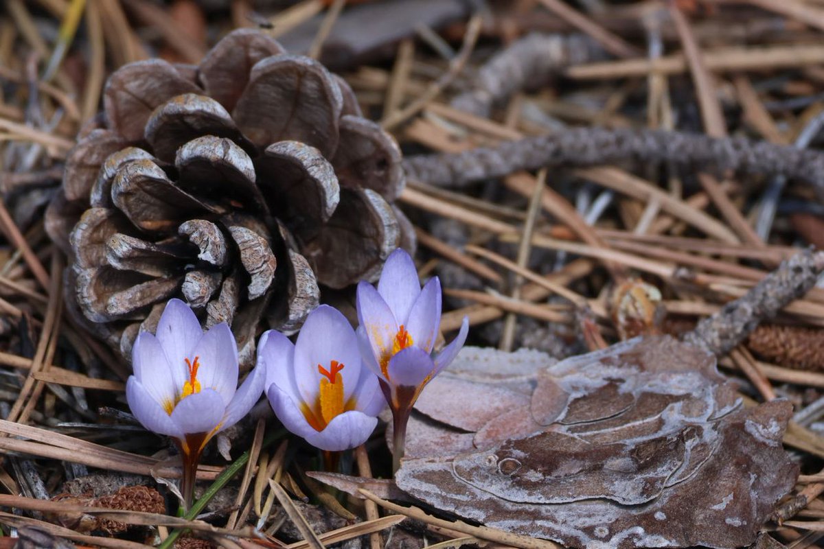 Greenwings Wildlife Tours tweet media