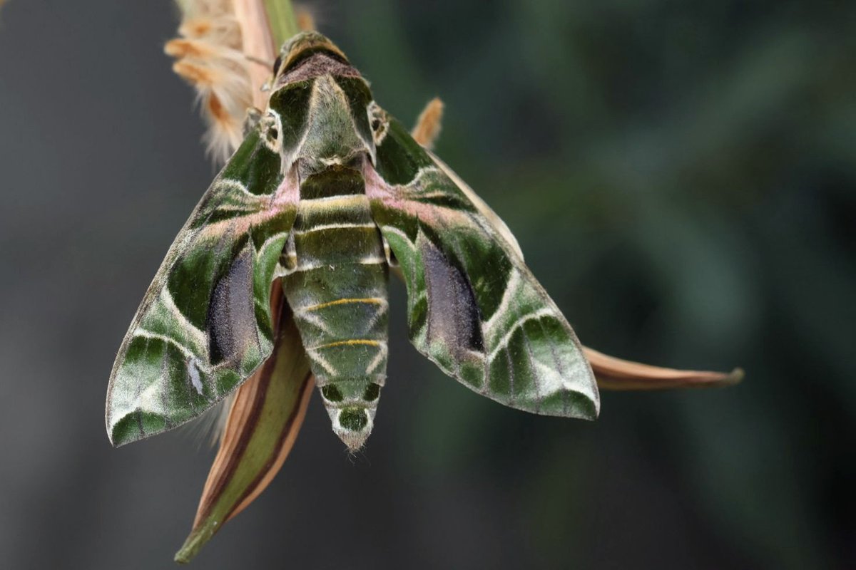 Greenwings Wildlife Tours tweet media