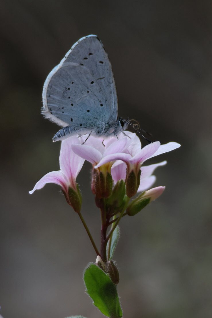 Greenwings Wildlife Tours tweet media
